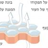 קרם-קצף-טיפולי1